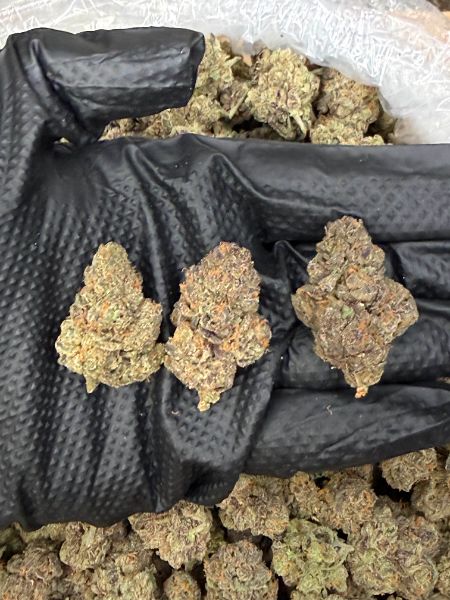 Purple Rhino Boutique Indoor Flower (Indica 27.52%)