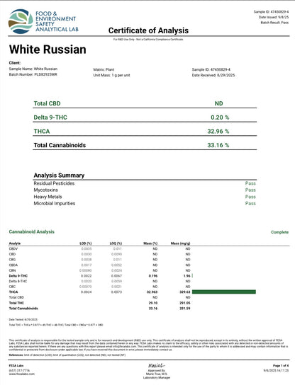 🏆White Russian Smoker's Cup Platinum THCa Flower🏆