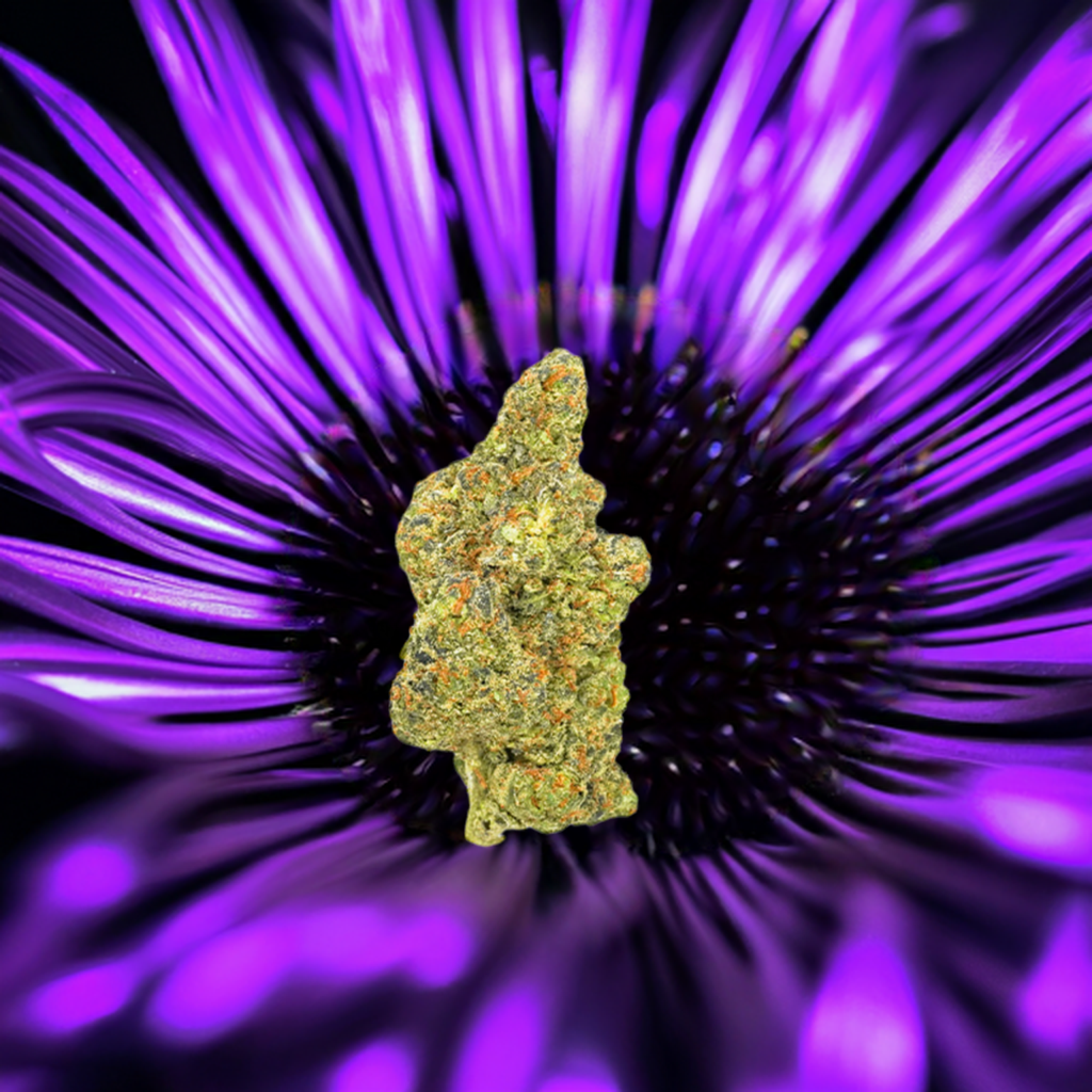 Purple Panty Dropper AAAA+ Exotic THCa Flower - Indica - Sky Purple Panty Dropper AAAA+ Exotic THCa Flower - Indica - Sky